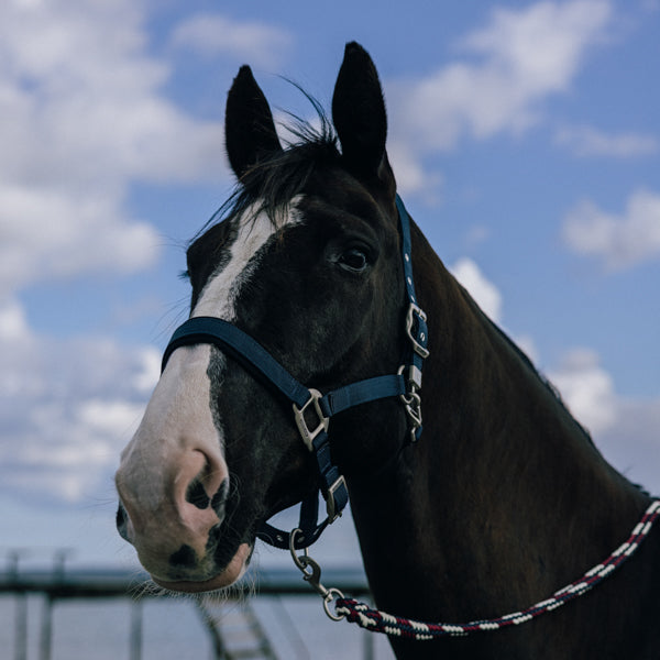 Kingsland Classic Halter with Rope