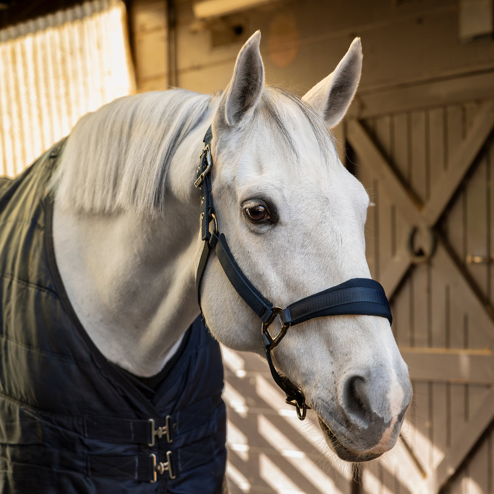 KLLucca Halter and Rope