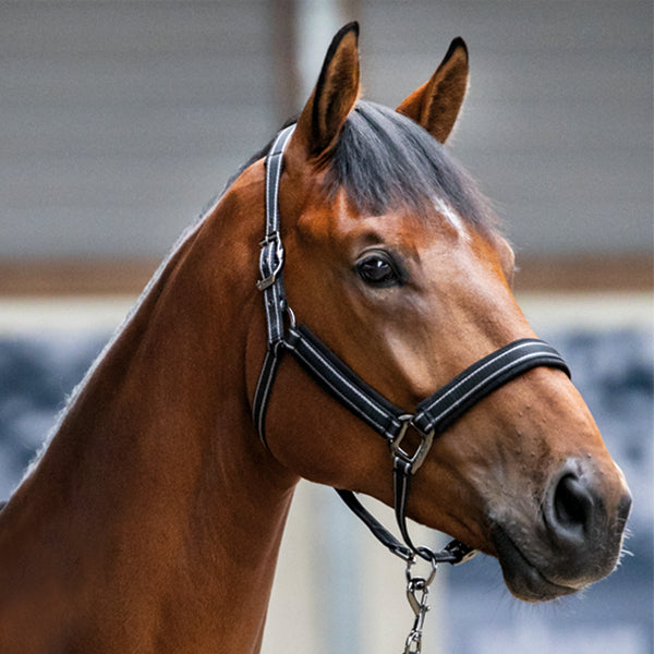 KLMona Halter And Rope