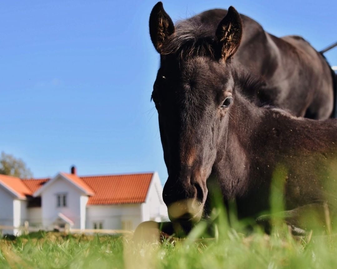 The First Polo Pony Born in Norway