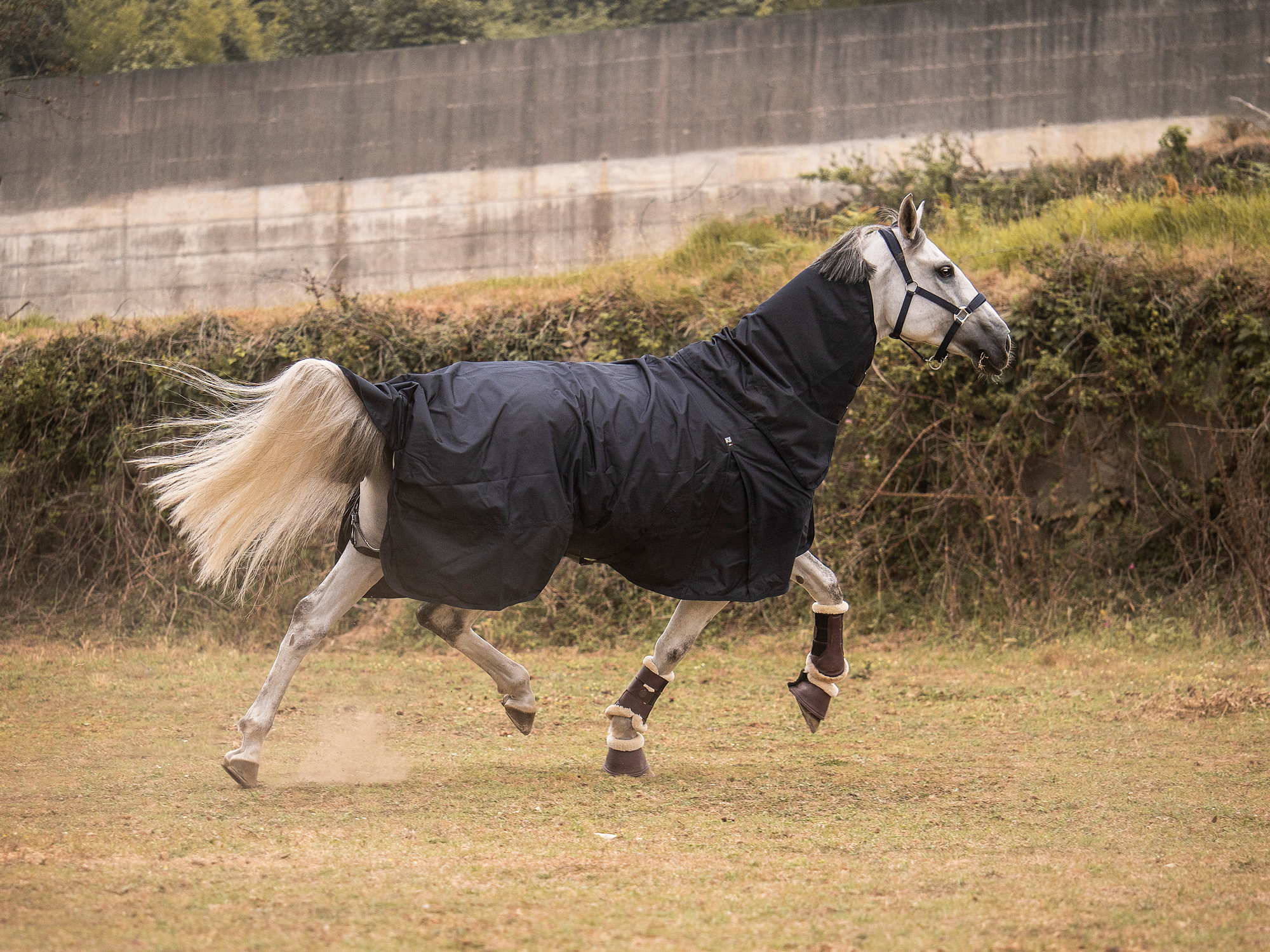 Shop Kingsland horse wear online here – Page 2 – Kingsland Equestrian