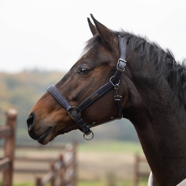 KLNeville Leather Halter