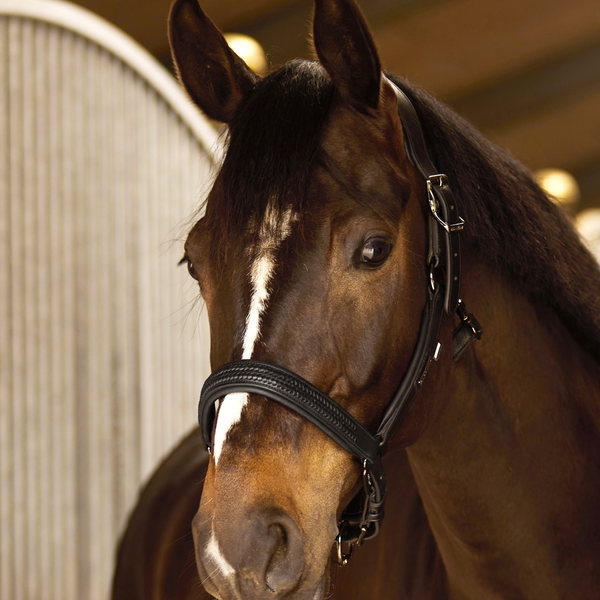 KLNeville Leather Halter