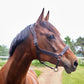 KLNeville Leather Halter