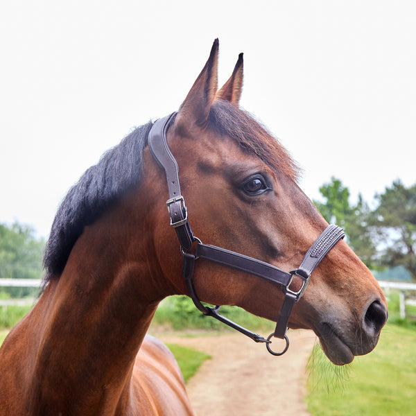 KLNeville Leather Halter