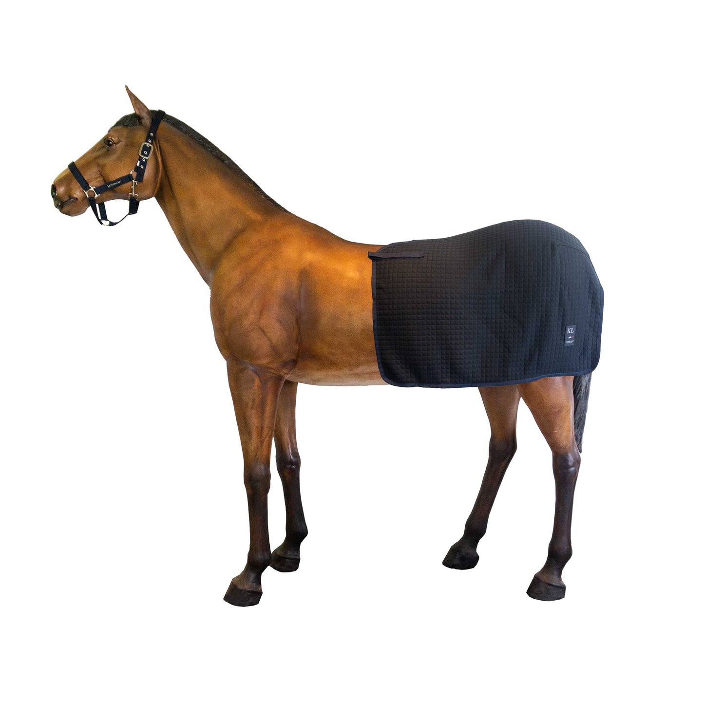 Classic Evolution Wool Exercise Rug